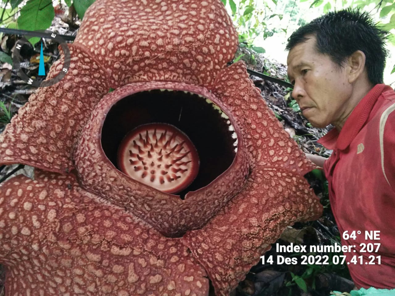 Rafflesia Mekar di Lubuk Resam, Ternyata Hasil Budidaya Kok Bisa? 