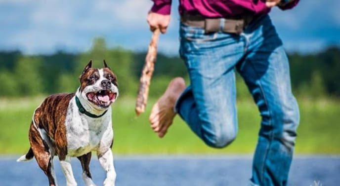 27 Arti Mimpi. Kalau Dikejar Anjing Pertanda Musibah, Cek Juga Arti Mimpi Pasangan Selingkuh