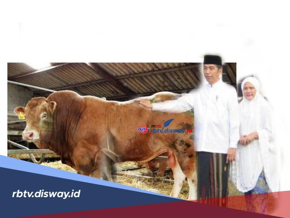  Presiden Jokowi Berkurban Sapi Limosin Seberat 1 Ton, Ini  Lokasi Masjidnya di Kabupaten Bengkulu Tengah