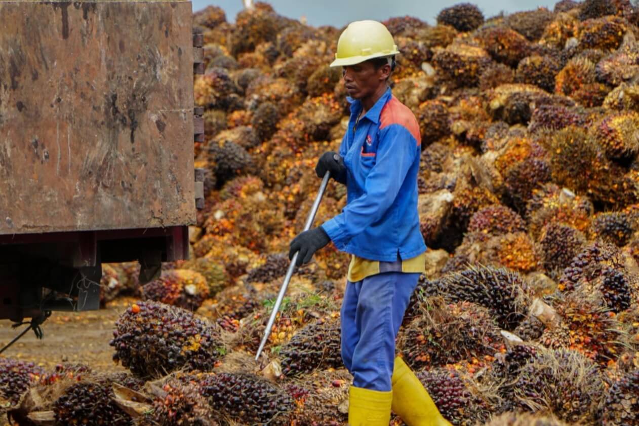 Harga TBS Kelapa Sawit Bengkulu Periode II April 2026