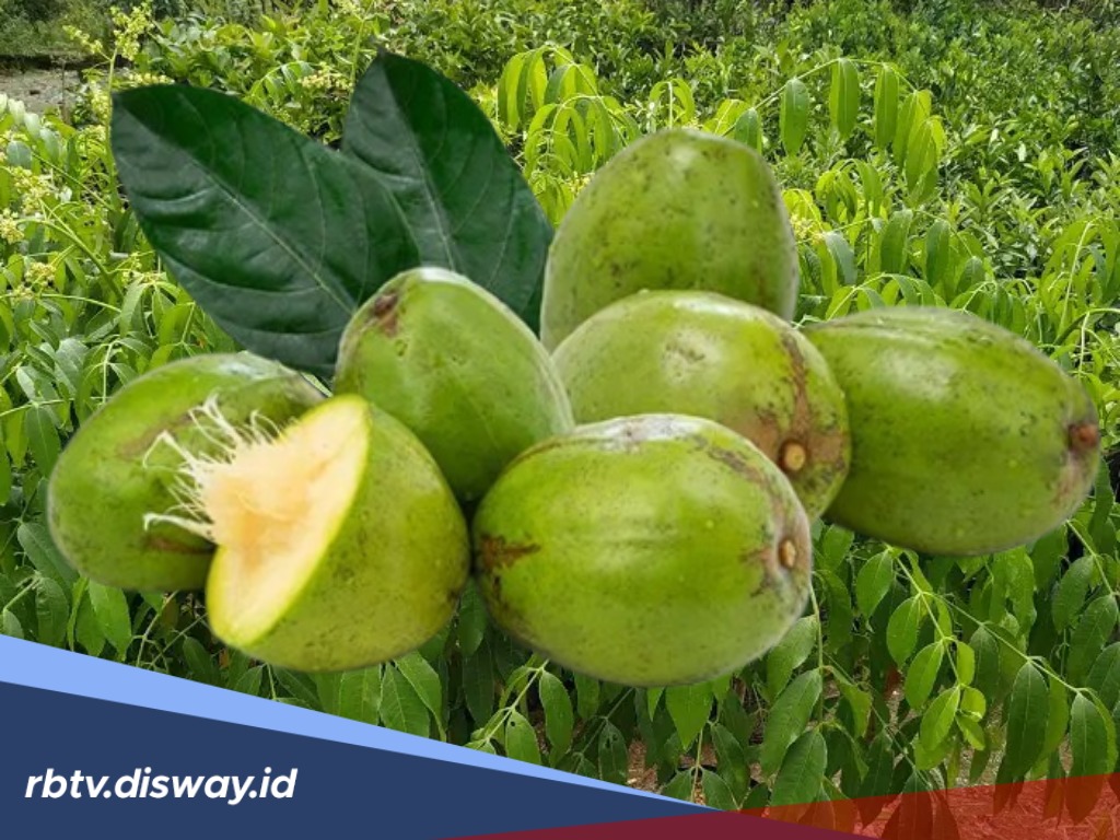 Buah Kedondong Punya Manfaat untuk Kesehatan? Cek Faktanya Berikut