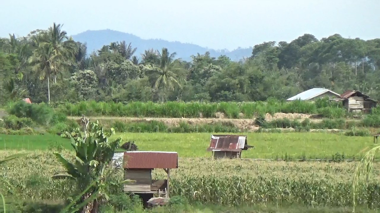 Jaringan Irigasi Rusak Petani Beralih Fungsi Lahan, Pemerintah Dorong Perda Lahan Pertanian Pangan Berkelanjut