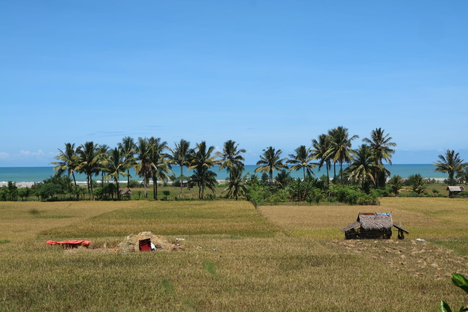 Tebar Benih di Lahan Sawah 7.807 Ha, Bengkulu Selatan Ingin Jadi Lumbung Padi Terbesar di Bengkulu