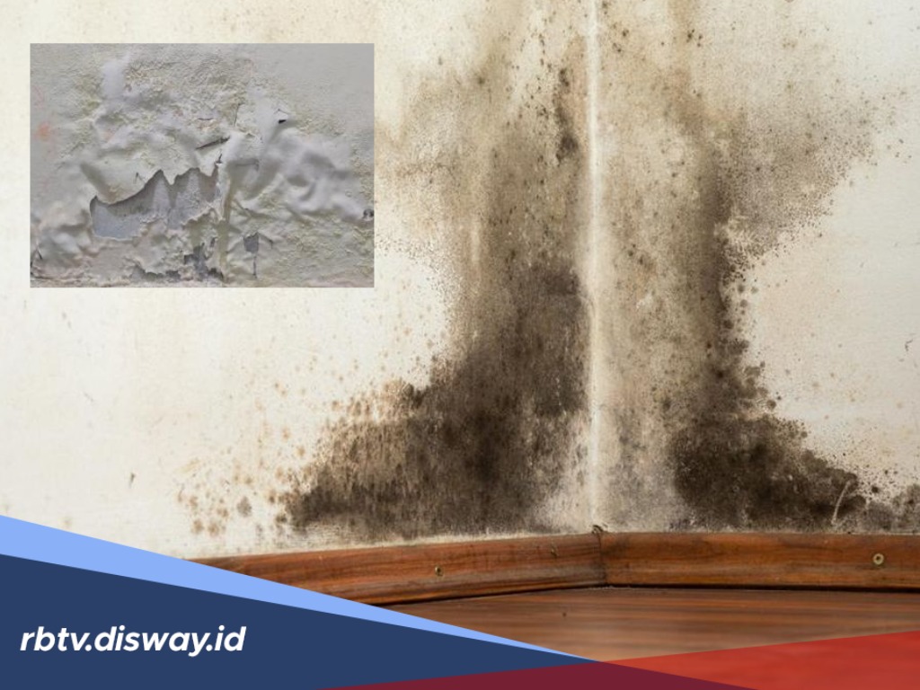 Tembok Berjamur? Awas Bahaya! Ini Cara Efektif Menghilangkannya Sekaligus Mencegah Kembali