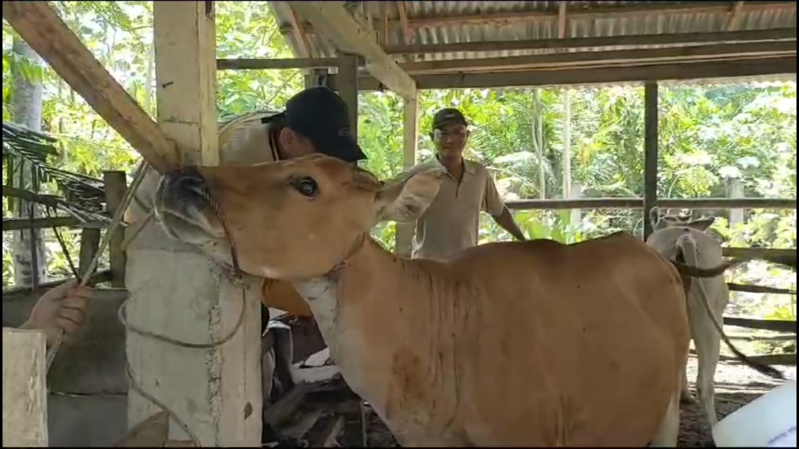 Hari Raya Idul Adha 2025: Peternak Lokal Kaur Pasok Sapi Kurban dari Presiden RI