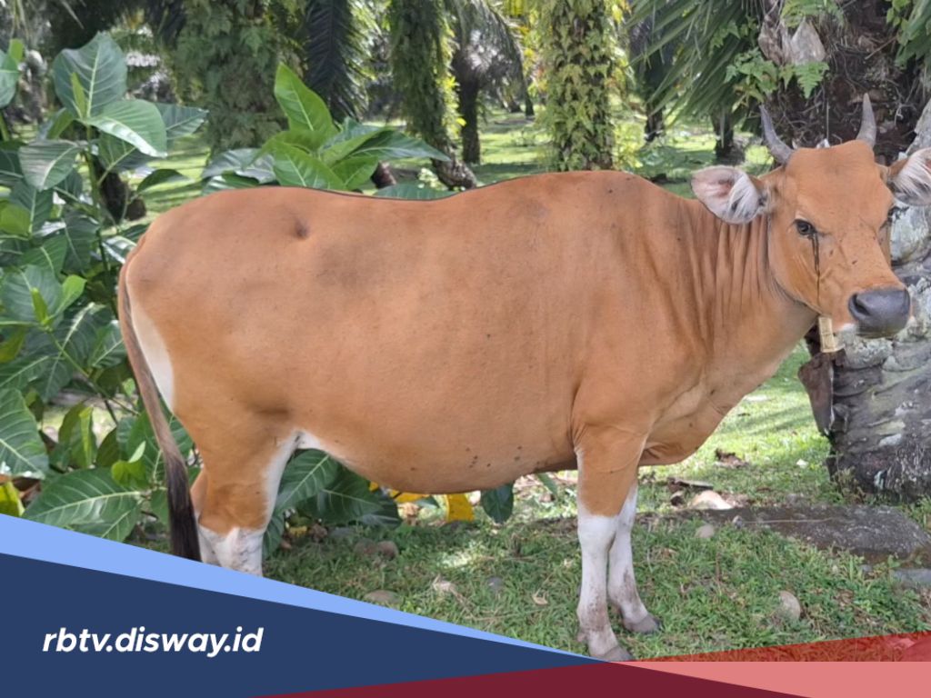 1.081 Ekor Hewan Kurban di Mukomuko Siap Dipotong saat Idul Adha 1446 Hijriah