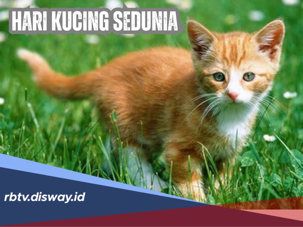 Sejarah dan Makna Hari Kucing Sedunia 8 Agustus, Hewan Peliharaan Populer