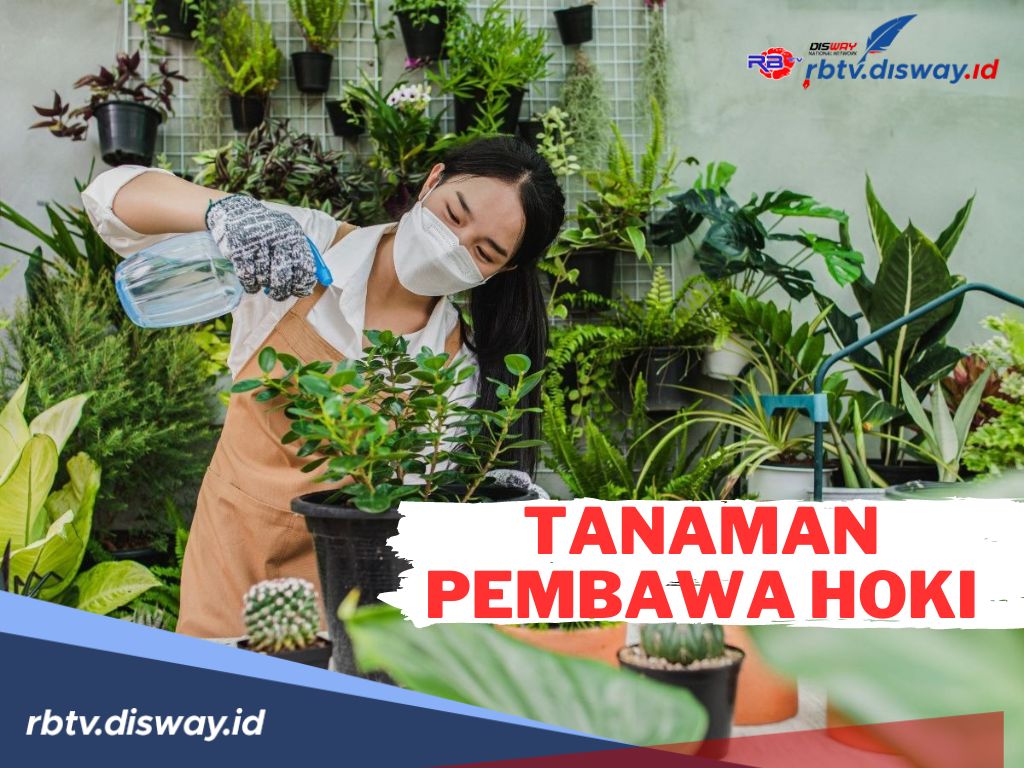 12 Jenis Tanaman Pembawa Hoki! Katanya Rezeki Auto Ngalir, Cek Yuk Tanaman Apa Saja