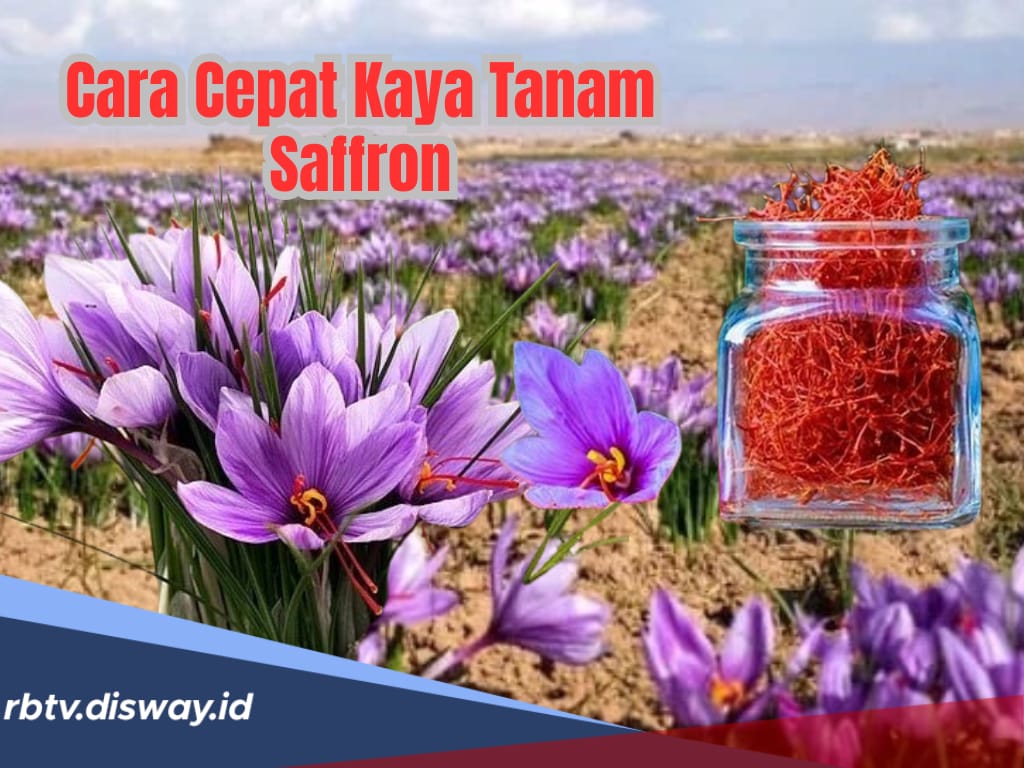 Cara Cepat Kaya Tanam Saffron! Harganya Rp 289 Juta per Kilogram, Begini Budidaya di Rumah