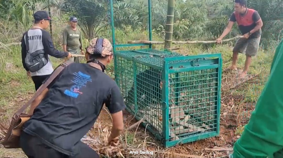 Heboh, Hewan Ternak Milik Karyawan PTPN VII Padang Pelawi Diduga Diserang Binatang Buas