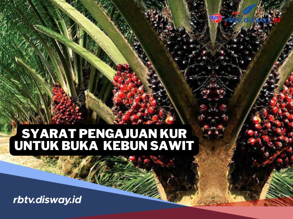 Terkendala Modal? Ini Syarat Pinjaman KUR untuk Buka Kebun Sawit 2025