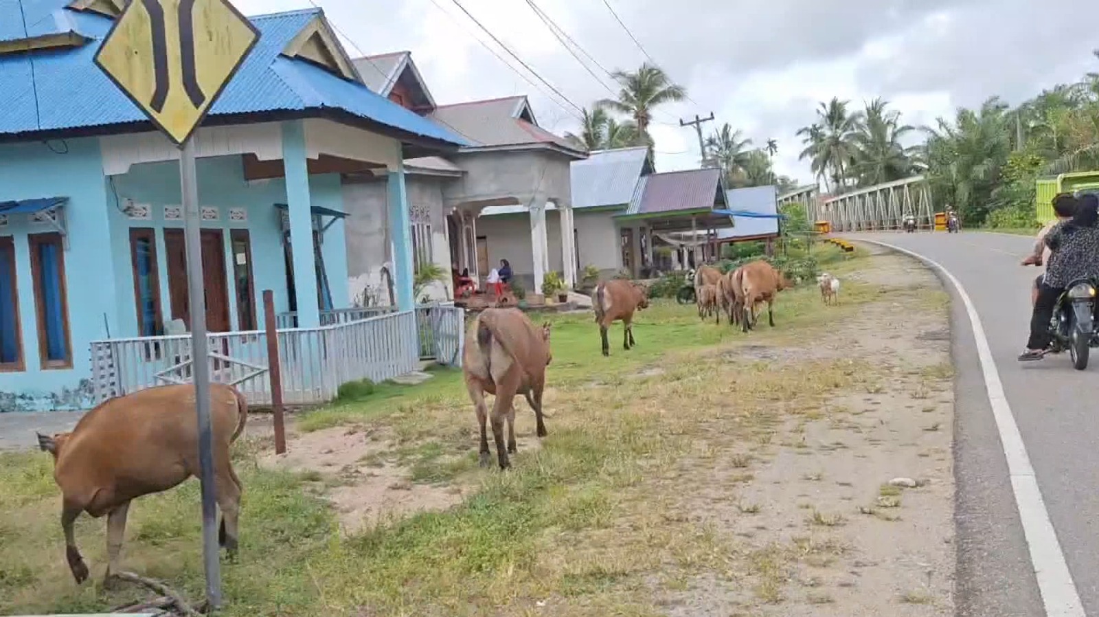 Jelang HUT RI, Satpol PP Tertibkan Hewan Ternak yang Berkeliaran di Mukomuko 