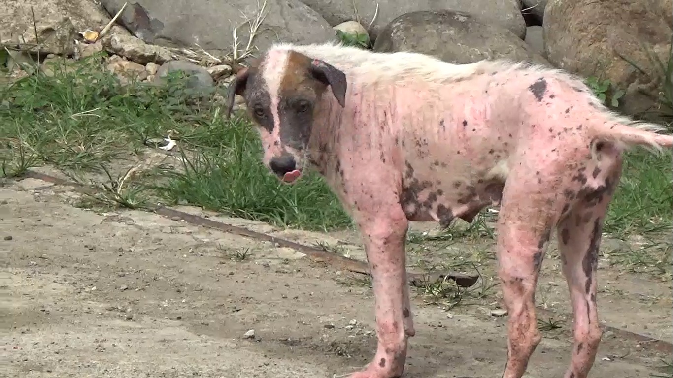 Hari Rabies Sedunia, Cakupan Vaksinasi Hewan di Bengkulu Utara Baru 15 Persen