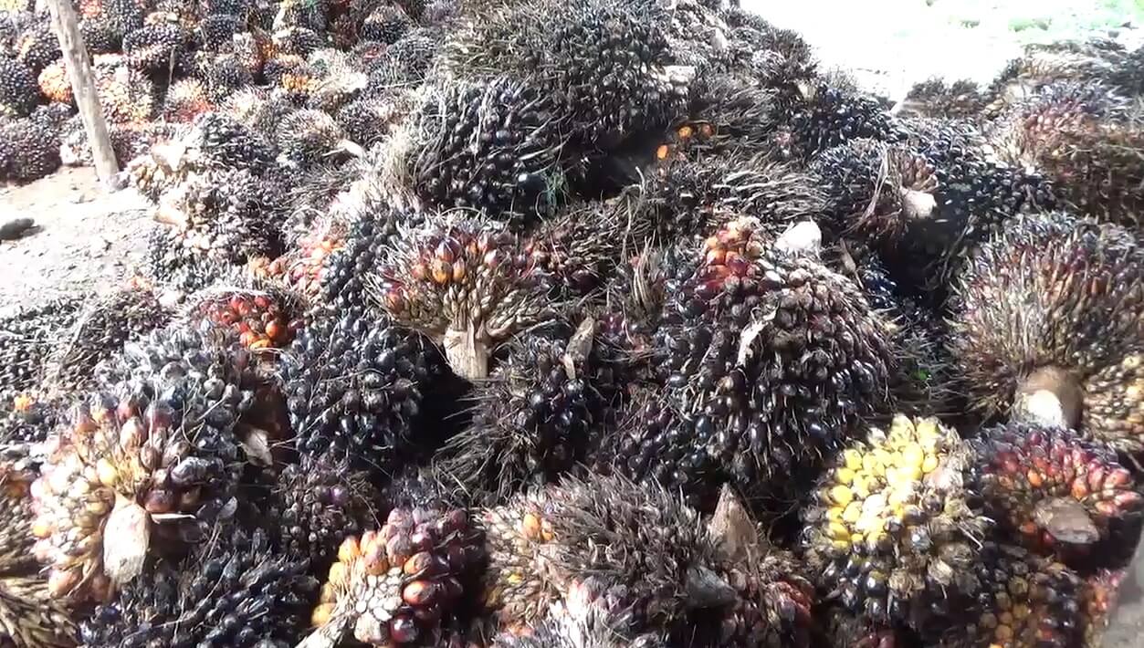 Harga TBS Kelapa Sawit Tingkat Pabrik di Bengkulu Utara Periode Pekan Ketiga Bulan Juni 2025