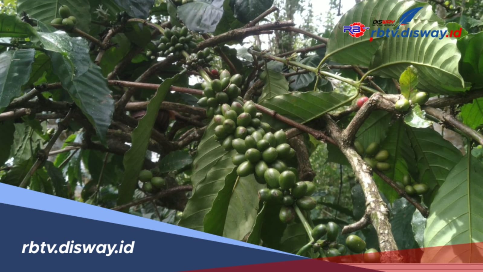 Tingkatkan Hasil Panen, Tanaman Kopi di 4 Kecamatan di Lebong akan Dilakukan Peremajaan