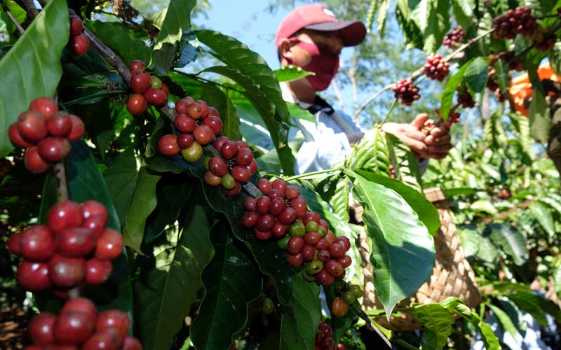Harga Kopi Sedang Turun, Ini Perbedaan Kopi Mahal dan Murah, Petani Wajib Tahu
