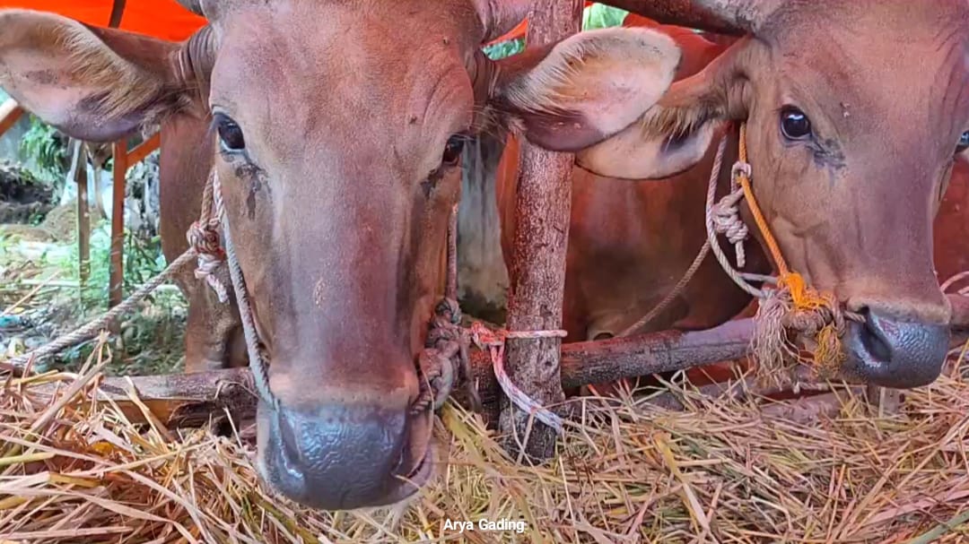 Apakah Sapi yang Mengidap Penyakit Mulut dan Kuku Bisa Dikonsumsi, Ini Kata Dinas Pertanian Seluma