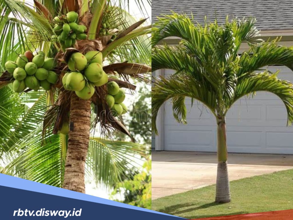 7 Pohon yang Harus Dihindari di Depan Rumah Menurut Feng Shui, Menghambat Aliran Energi Positif