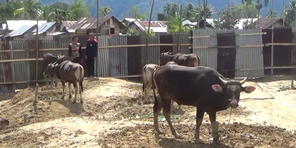 Cegah Penyebaran Penyakit, Pemkab Lebong Perketat Hewan Kurban dari Luar Daerah