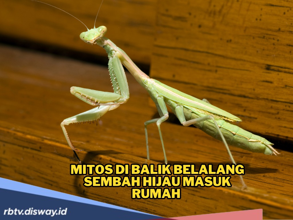 Ternyata Ini Mitos di Balik Belalang Sembah Hijau Masuk Rumah Malam Hari