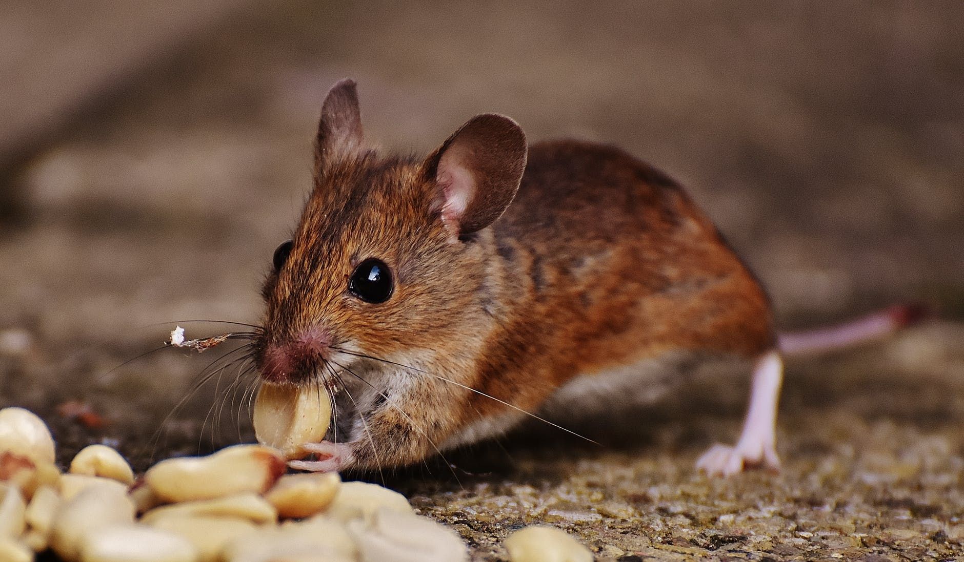 Sudah Kerepotan Menghadapi Tikus Masuk Rumah? Gunakan 15 Bahan Alami Ini, Dijamin Tikus Langsung Kabur