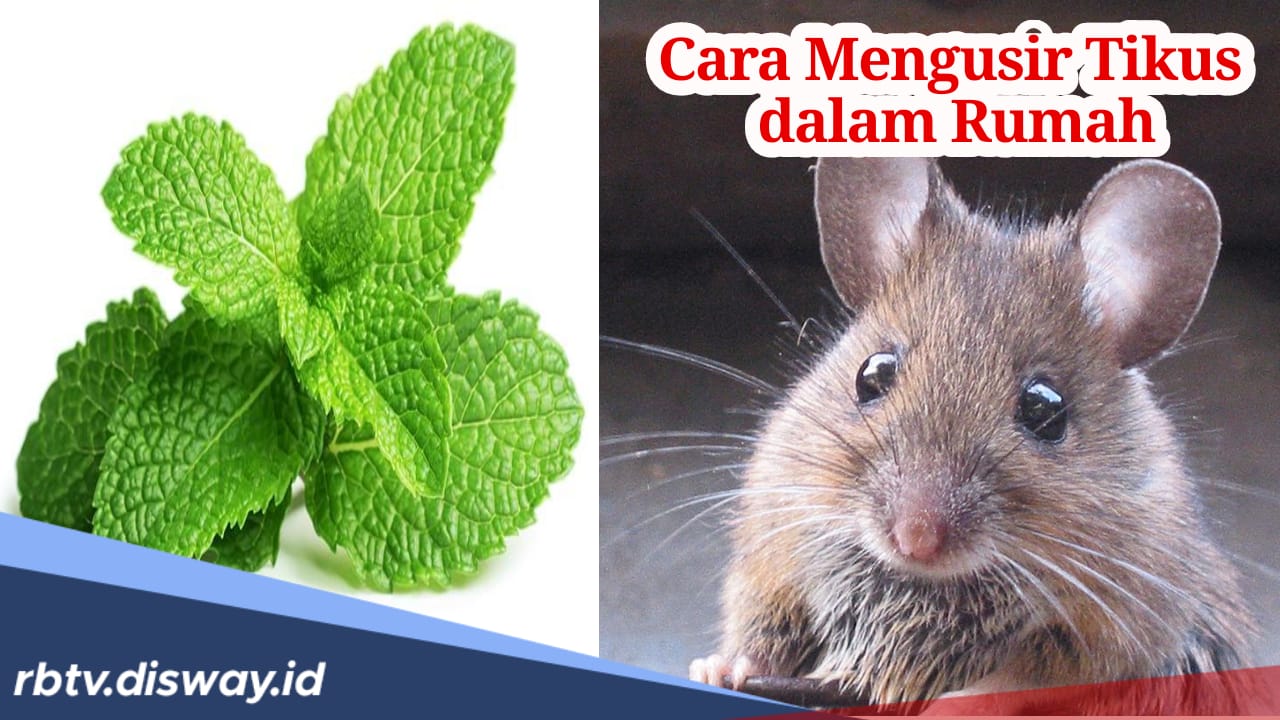 Tak Banyak yang Tahu, Daun Mint Ampuh Usir Tikus dalam Rumah, Begini Caranya