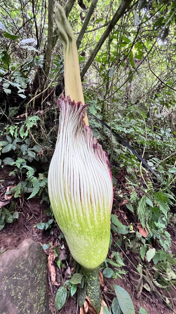 Bunga Bangkai di Kemumu Gagal Mekar Diduga Dirusak Oknum, Pengelola Pokdarwis Bakal Lapor Polisi