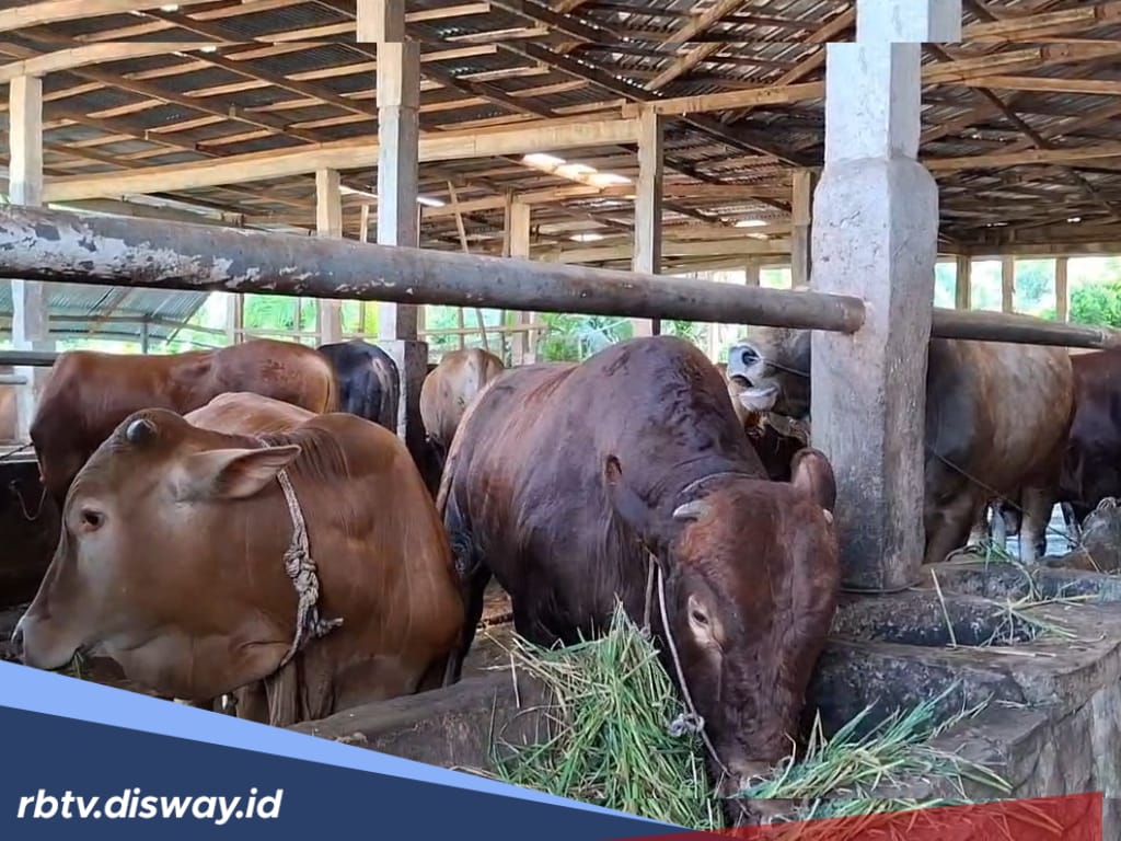 Pemprov Bengkulu Kurban 26 Ekor Sapi untuk Warga di 9 Kabupaten dan 1 Kota