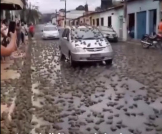 Aneh Tapi Nyata! Fenomena Hujan Katak di Brazil, Pertanda Apa?