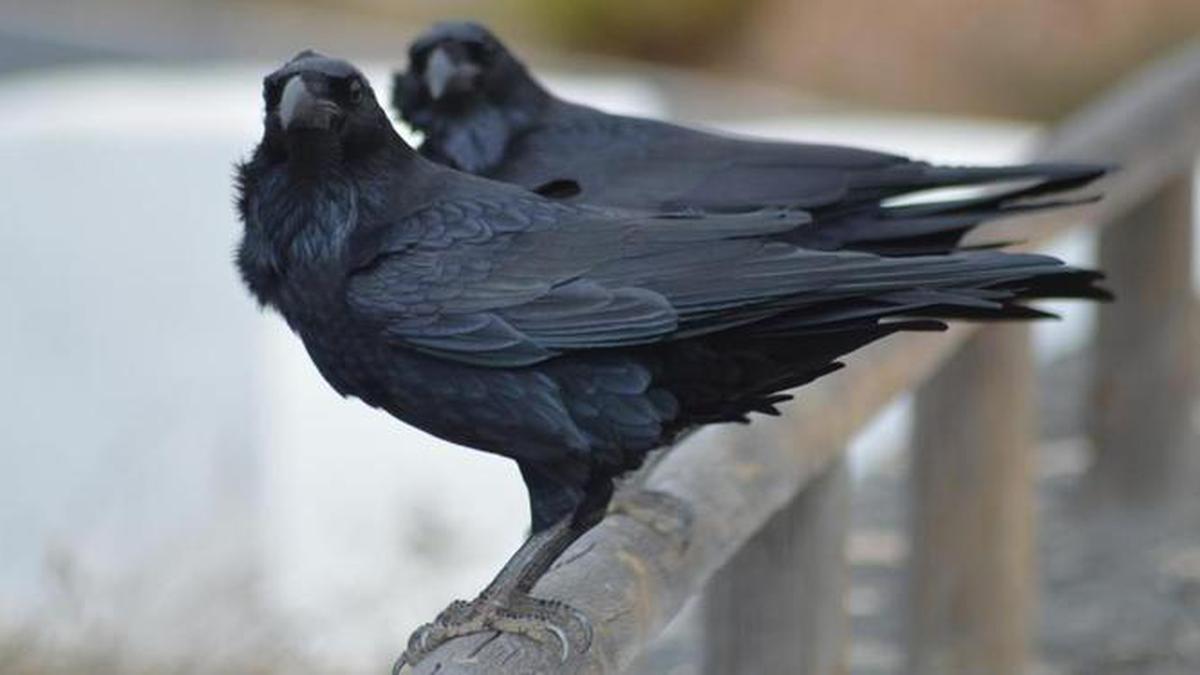 Banyak-banyak Berdoa jika Ada Burung Gagak Terbang Mengelilingi Rumah