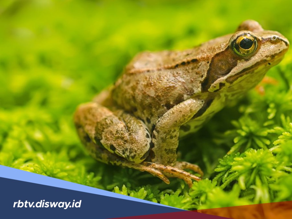 Setelah Hujan Katak di Brazil, Apakah di Indonesia juga Berpotensi Terjadi Hujan Katak?