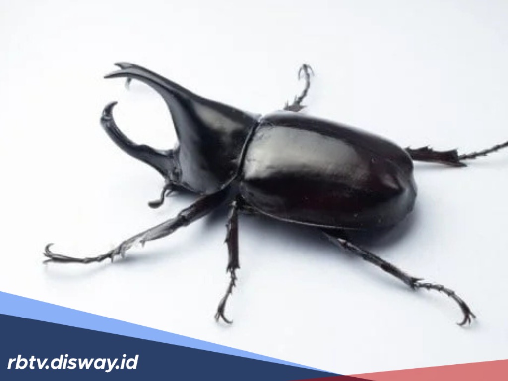 Mitos Kumbang Tanduk Masuk Rumah, Pertanda Baik atau Buruk?