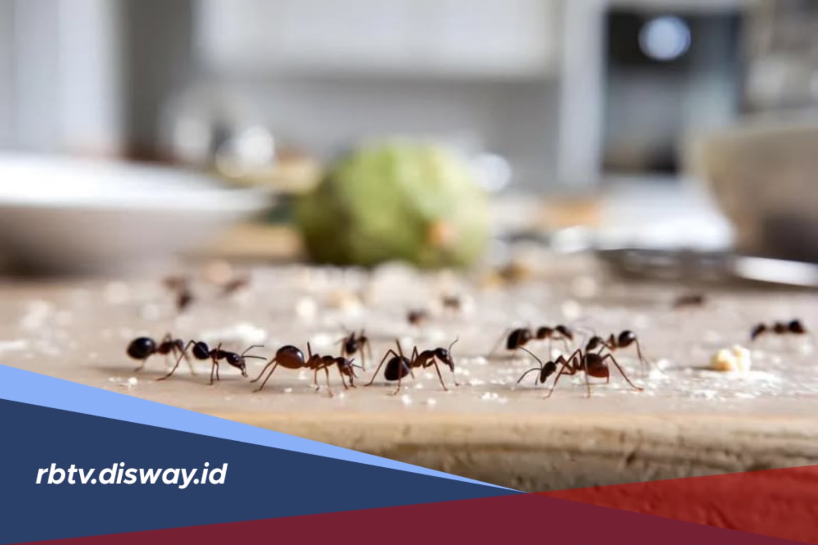 Cara Mengusir Semut Tanpa Bahan Kimia, Ampuh dengan Bahan Alami di Rumah