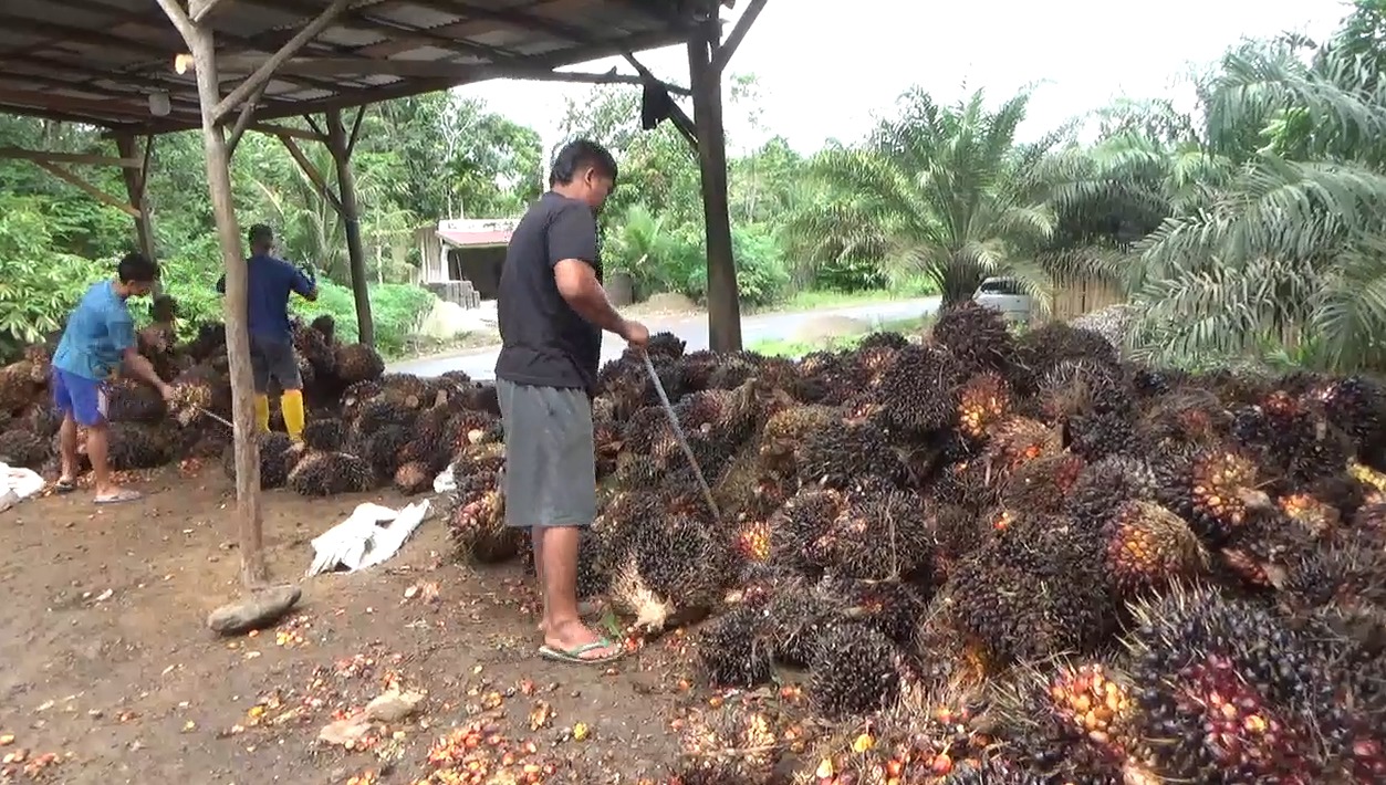Stabil! TBS Kelapa Sawit Pasca Libur Lebaran, Harga Tingkat Pabrik Tertinggi Rp 2.920 per Kg