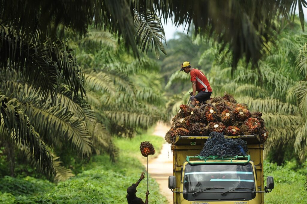 Segini Harga TBS Kelapa Sawit di Mukomuko Hari Ini Senin 7 Juli 2025