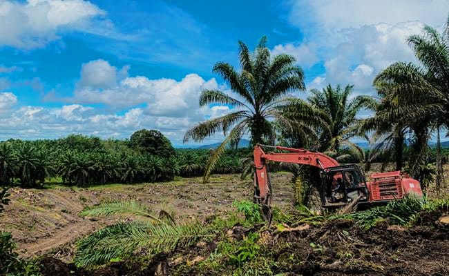 4 Jenis Replanting Kelapa Sawit yang Perlu Diketahui, Serta Kekurangan dan Kelebihannya