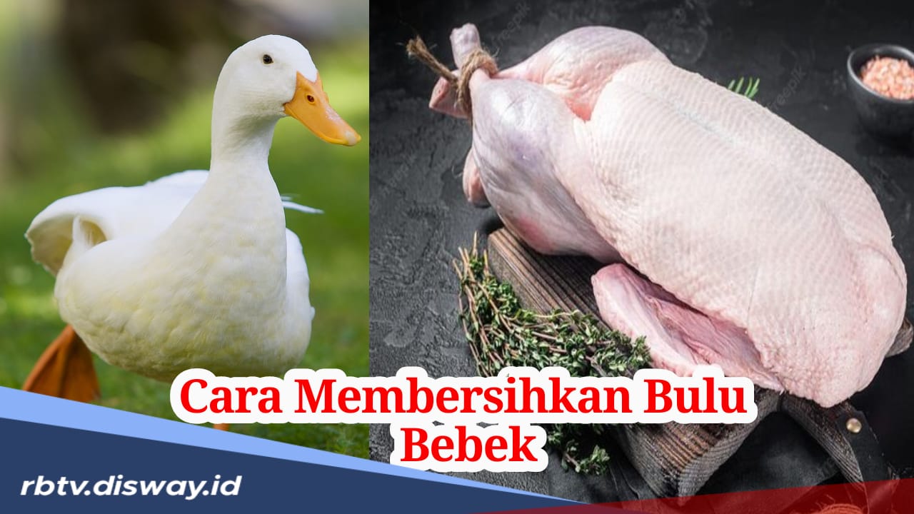 Cara Mudah Membersihkan Kulit Bebek dari Bulu Halus, Tak Perlu Pakai Mesin