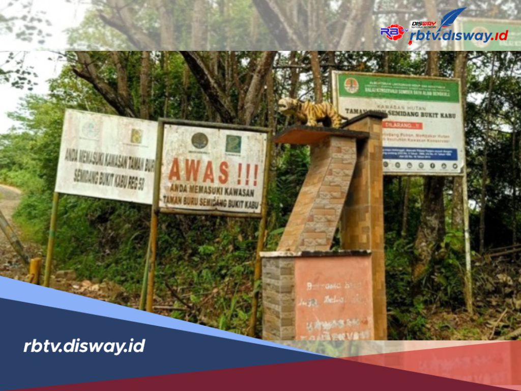 Waspada! Beruang Madu Berkeliaran di Daerah Seluma, Petani Was-was Bekerja