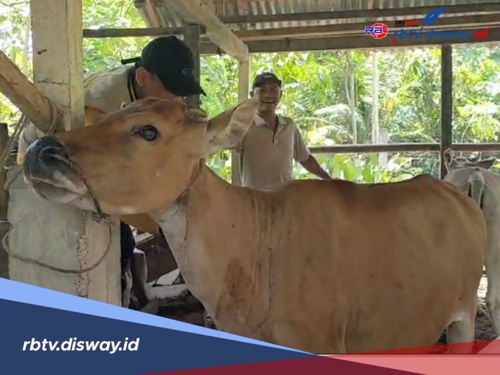 Gawat! Ratusan Hewan Ternak di Kaur Terpapar Virus SE