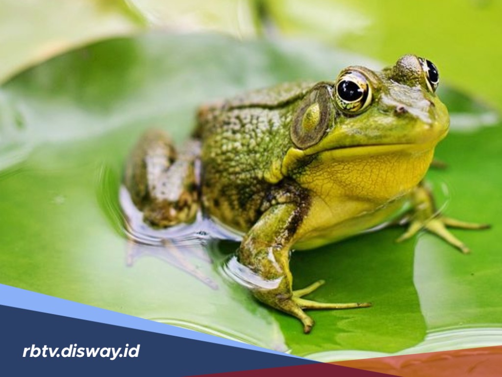 Ini Penjelasan Teori Meteorologi Soal Hujan Katak yang Bikin Heboh Dunia