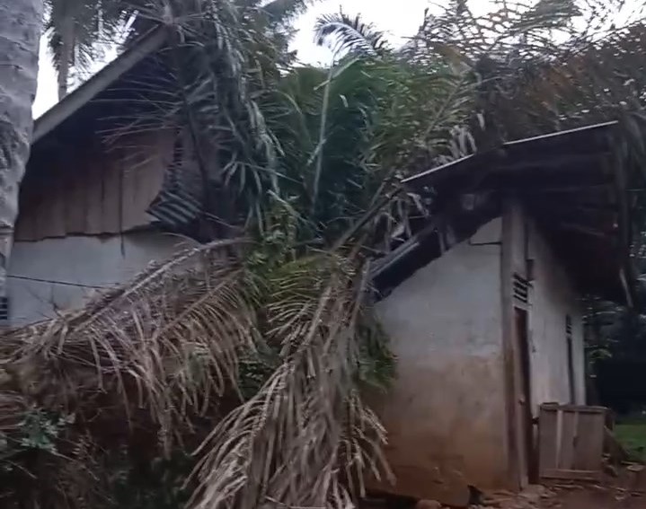 Pohon Sawit Tumbang Timpa Rumah, Penghuninya Lagi Tidur, Begini Kondisinya