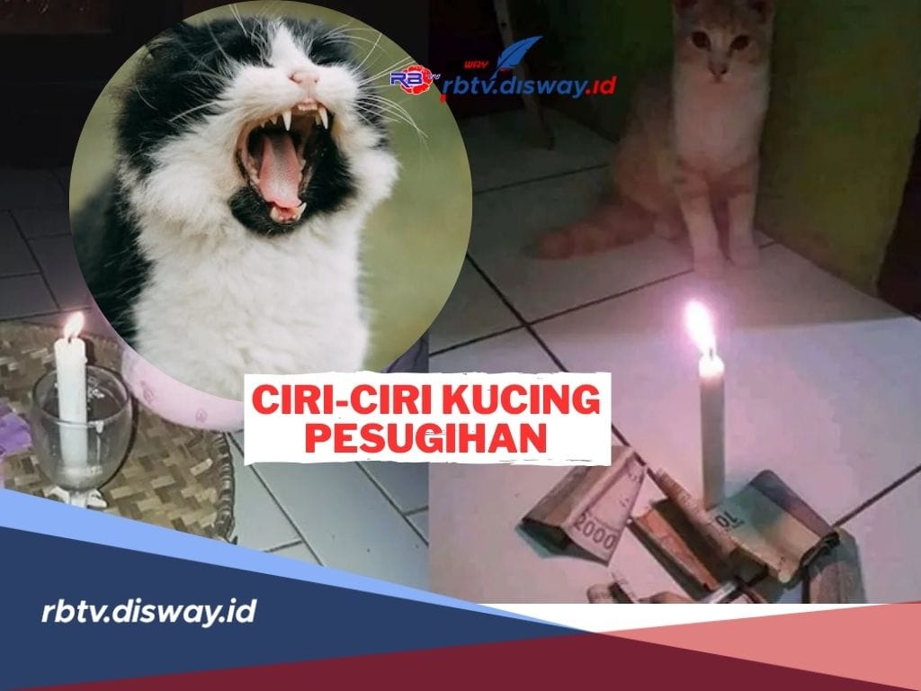 Anabul Penghasil Cuan! Ini Ciri-ciri Pesugihan Kucing dan Pembawa Hoki