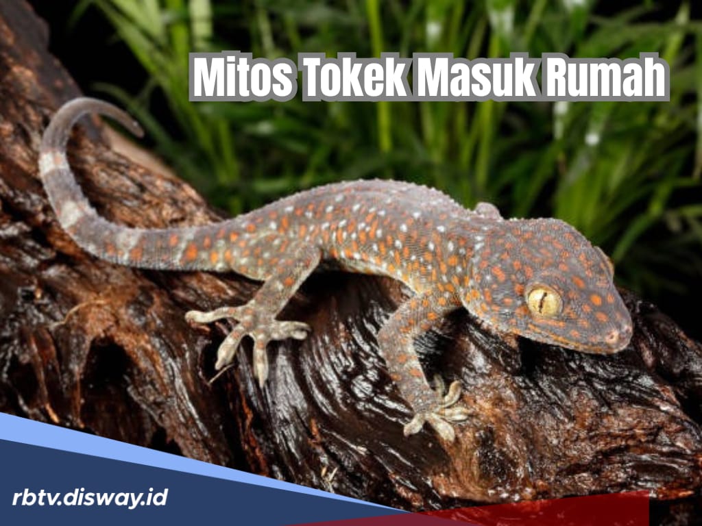 Mitos Tokek Masuk Rumah, Benarkan Pertanda Buruk? Ini Jawabannya