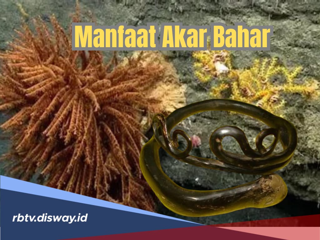 Manfaat Akar Bahar yang Masih Dipercaya, Pembawa Keberuntungan dan Rezeki?