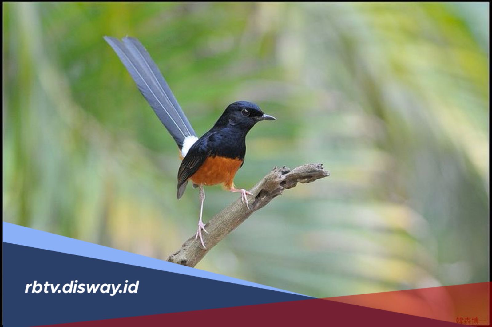 Mitos Memelihara Burung: Benarkah Bisa Membawa Keberuntungan?