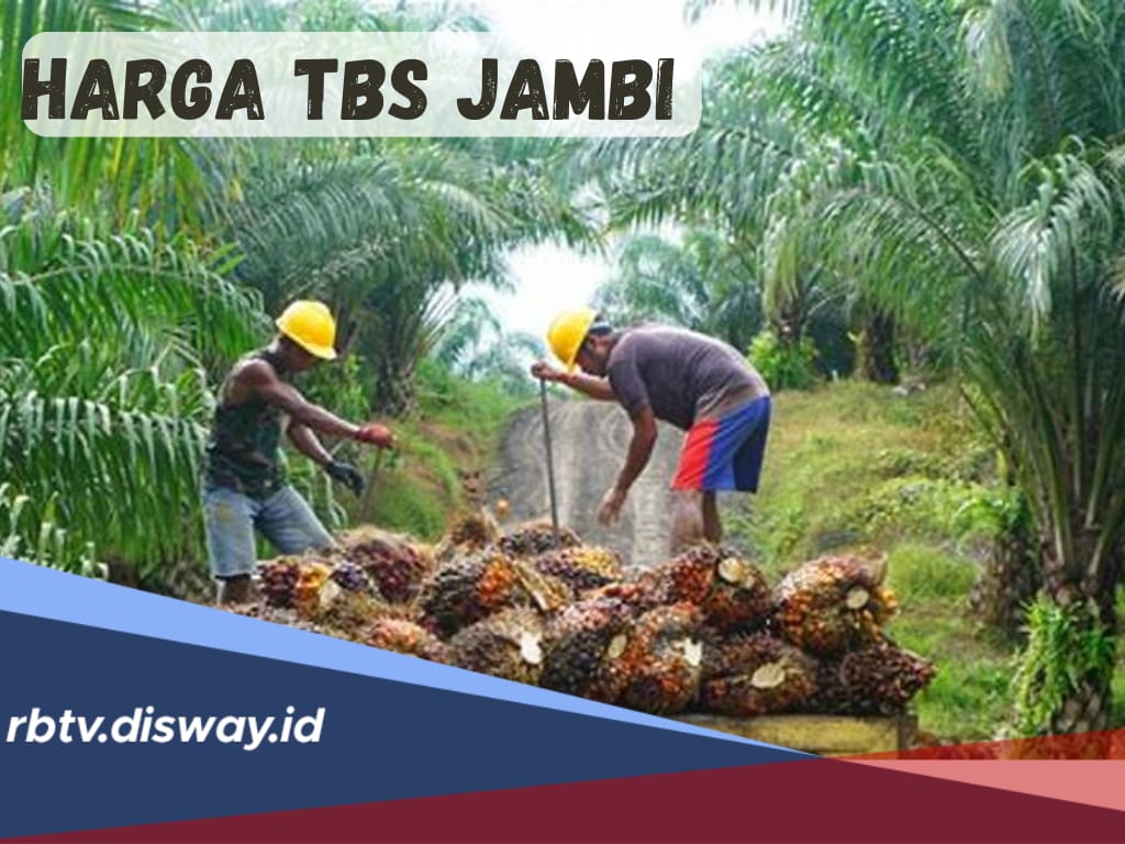 Segini Harga Terbaru TBS Jambi Periode Bulan September 2024, Simak Rinciannya 