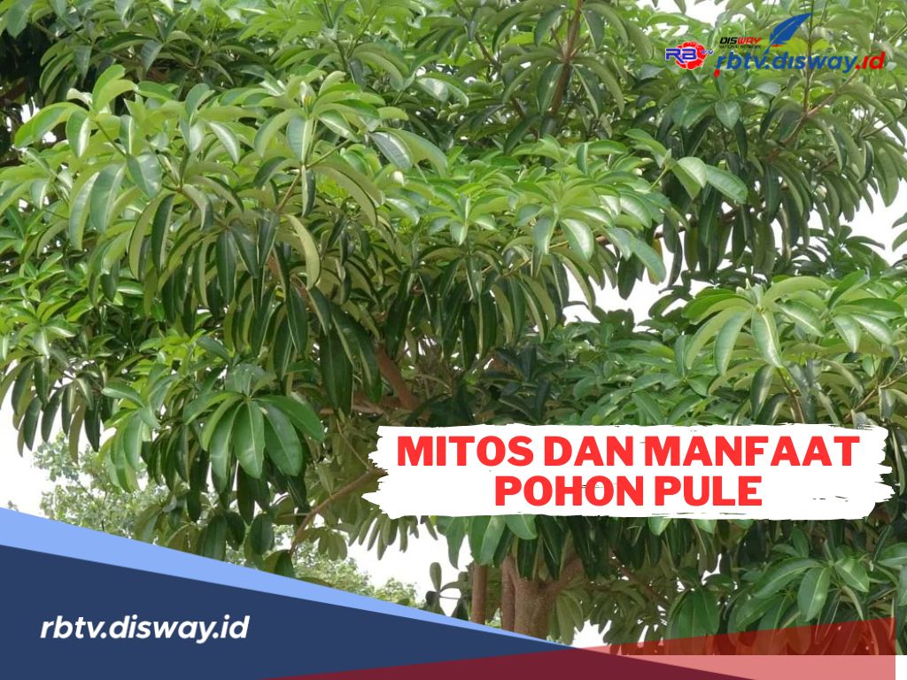 5 Mitos dan Manfaat yang Mengelilingi Pohon Pule atau Pulai yang Konon Katanya Keramat