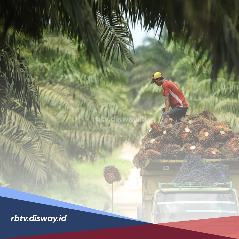 Kunci Sawit Berbuah Lebat Ada Pada Pemupukan, Begini Urutan Pemupukan yang Dianjurkan Ahli