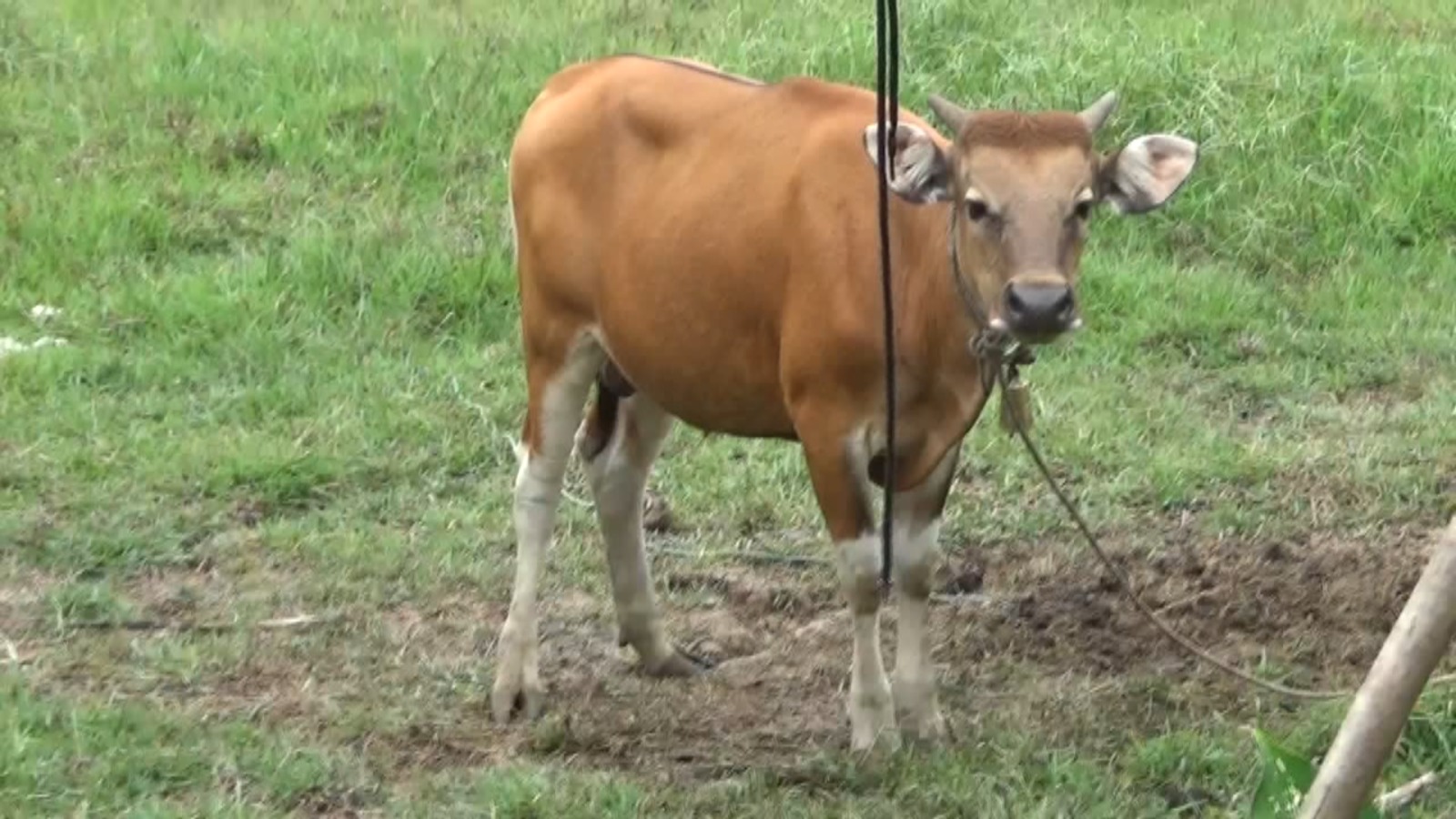 Pemprov Bengkulu Terima 13.900 Dosis Vaksin untuk Kendalikan PMK, 6 Wilayah Ini Jadi Prioritas