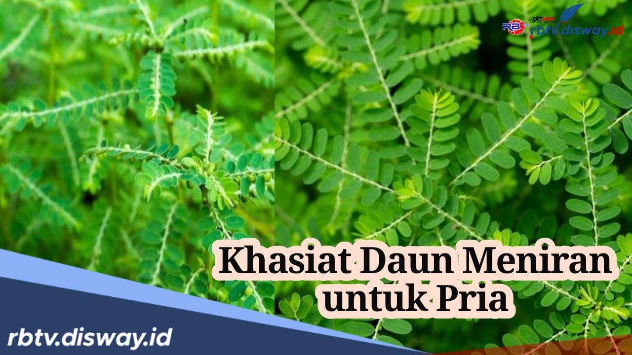 Tidak Banyak yang Tahu, Ternyata Ini Khasiat Daun Meniran untuk Pria